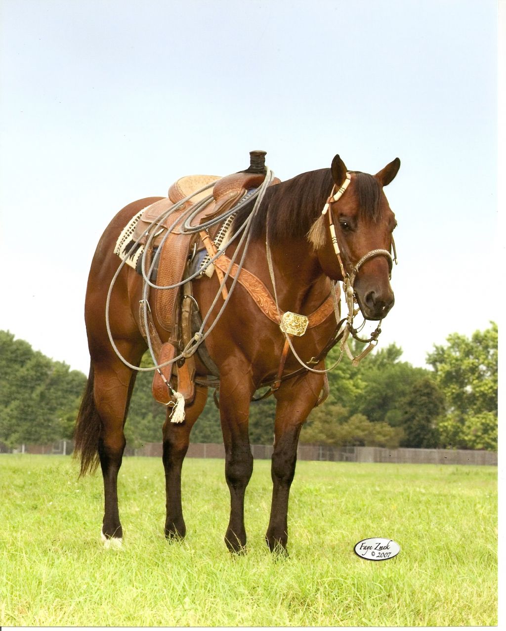 1000+ images about AQHA Versatility on Pinterest | Quarter horses ...